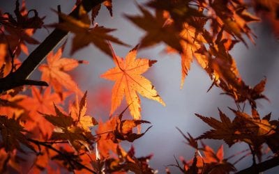 Getting Your Website Ready for Fall